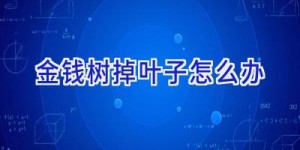 金钱树掉叶子怎么办