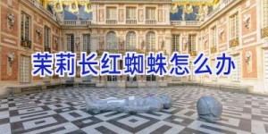 茉莉长红蜘蛛怎么办