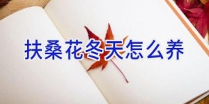 扶桑花冬天怎么养
