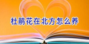 杜鹃花在北方怎么养