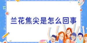 兰花焦尖是怎么回事