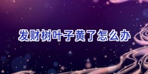 发财树叶子黄了怎么办