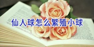 仙人球怎么繁殖小球