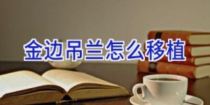 金边吊兰怎么移植