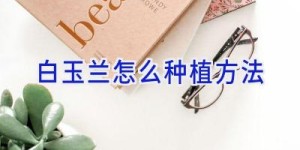 白玉兰怎么种植方法
