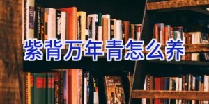 紫背万年青怎么养