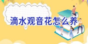 滴水观音花怎么养