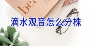 滴水观音怎么分株