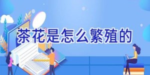 茶花是怎么繁殖的