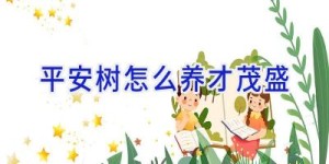 平安树怎么养才茂盛