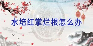 水培红掌烂根怎么办
