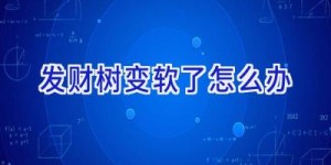 发财树变软了怎么办