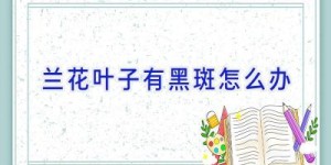 兰花叶子有黑斑怎么办