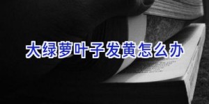 大绿萝叶子发黄怎么办