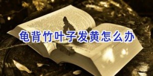 龟背竹叶子发黄怎么办