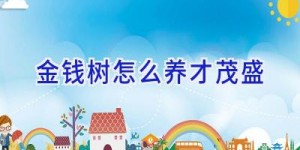 金钱树怎么养才茂盛