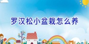 罗汉松小盆栽怎么养