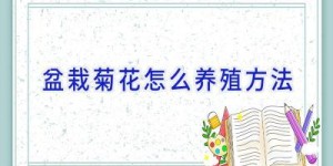 盆栽菊花怎么养殖方法