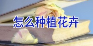 怎么种植花卉