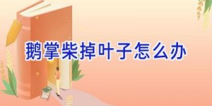 鹅掌柴掉叶子怎么办