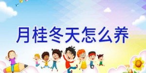 月桂冬天怎么养