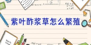 紫叶酢浆草怎么繁殖