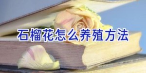 石榴花怎么养殖方法