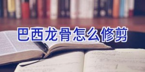 巴西龙骨怎么修剪