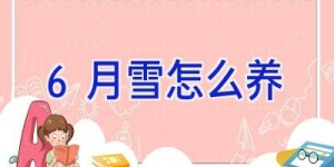 6月雪怎么养