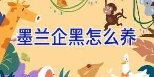 墨兰企黑怎么养