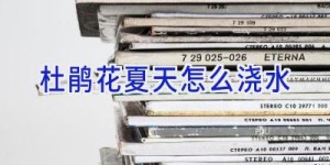 杜鹃花夏天怎么浇水