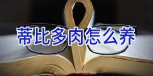 蒂比多肉怎么养