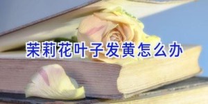 茉莉花叶子发黄怎么办