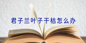 君子兰叶子干枯怎么办