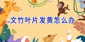 文竹叶片发黄怎么办