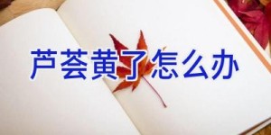 芦荟黄了怎么办