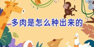 多肉是怎么种出来的