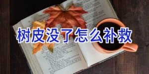 树皮没了怎么补救