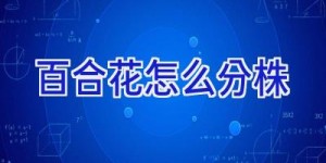 百合花怎么分株