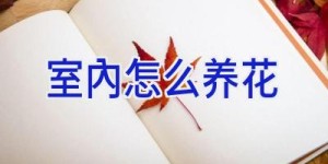 室内怎么养花