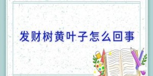 发财树黄叶子怎么回事