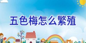 五色梅怎么繁殖