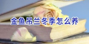 金鱼吊兰冬季怎么养