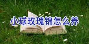 小球玫瑰锦怎么养