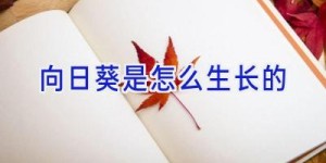 向日葵是怎么生长的