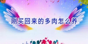 刚买回来的多肉怎么养