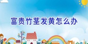 富贵竹茎发黄怎么办