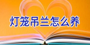 灯笼吊兰怎么养