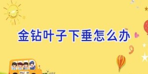 金钻叶子下垂怎么办