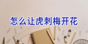 怎么让虎刺梅开花